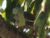 Grey-Cheeked Green Pigeon: by graynomadsusa, Views[223]