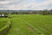Bali produces four rice crops per year: by graynomadsusa, Views[272]