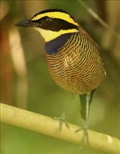 Javan Banded Pita, Connie's bird of the trip: by graynomadsusa, Views[249]