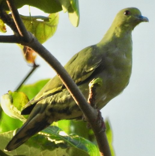 Orange-Breasted Green Pigeon