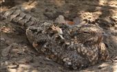 Savanna Nightjar: by graynomadsusa, Views[259]