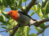 Scarlet-headed Flowerpecker: by graynomadsusa, Views[245]