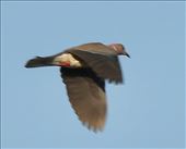 Sunda Collared Dove makes a run for it: by graynomadsusa, Views[241]