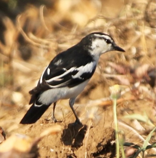 White-Shouldered Triller