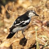 White-Shouldered Triller: by graynomadsusa, Views[228]