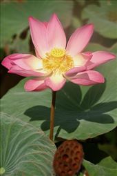 Lotus, Ubud Water Palace: by graynomadsusa, Views[288]