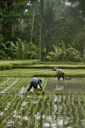 Real rice paddies with real farmers: by graynomadsusa, Views[276]