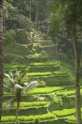 A ray of sunshine, Tegalalang Rice Terrace: by graynomadsusa, Views[240]