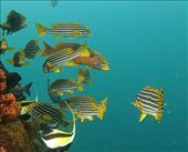 Oriental Sweetlips and Moorish Idol, Japanese Wreck (Photo from Internet): by graynomadsusa, Views[281]