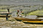 Gathering Seaweed, Nusa Lembongan: by graynomadsusa, Views[1106]