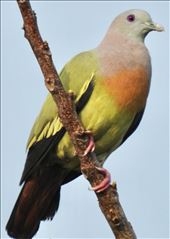 Pink-necked Green Pigeon: by graynomadsusa, Views[270]