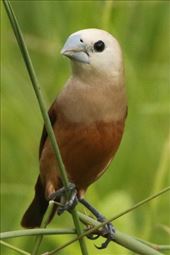 White-Headed Munia: by graynomadsusa, Views[229]