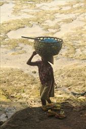 Bringing a basket of seaweed ashore: by graynomadsusa, Views[261]