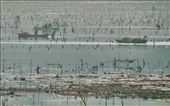 Tides dictate working hours for Seaweed Farmers: by graynomadsusa, Views[281]