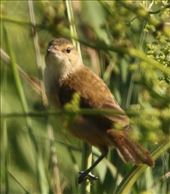 Australian Reed Warbler, Western Water Treatment Plant: by graynomadsusa, Views[275]