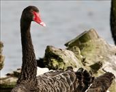 Hundreds of Black Swans, Western Water Treatment Plant: by graynomadsusa, Views[263]