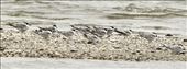 Common Tern, Western Water Treatment Plant: by graynomadsusa, Views[288]