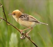 Golden-headed Cisticola, Western Water Treatment Plant: by graynomadsusa, Views[295]