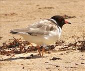 Hooded Plover (with ID tag) Point Lonsdale: by graynomadsusa, Views[355]