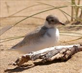 Hope for the Future—Hooded Plover Chick, Point Lonsdale: by graynomadsusa, Views[1111]