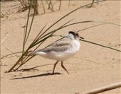 Hope for the future, Hooded Plover chick: by graynomadsusa, Views[306]