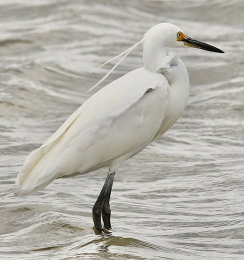 Little Egret in the wind, Western Water Treatment Plant