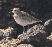Pacific Golden Plover, Blue Rocks: by graynomadsusa, Views[350]
