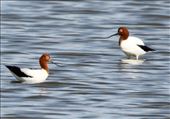 Red-Necked Avocet, Western Water Treatment Plant: by graynomadsusa, Views[321]