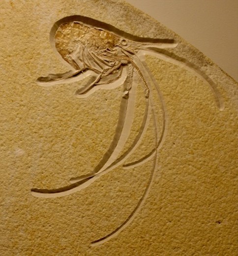 My new favorite, fossilized prawn