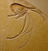 My new favorite, fossilized prawn: by graynomadsusa, Views[311]