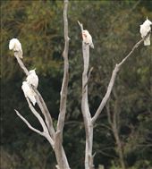 Cockatoo View view: by graynomadsusa, Views[668]