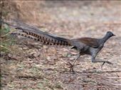 Superb Lyrebird (photo from eBird): by graynomadsusa, Views[377]