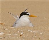 Australian Fairy Tern on the nest, Lake Tyers Beach: by graynomadsusa, Views[692]