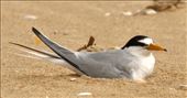 Australian Fairy Tern nesting, Lake Tyers Beach: by graynomadsusa, Views[294]
