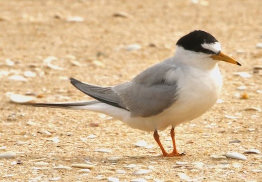 Australian Fairy Tern, Lake Tyers Beach