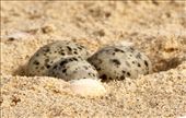 Australian Fairy Tern Eggs, Lake Tyers Beach: by graynomadsusa, Views[305]