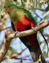 Australian King Parrot, Hamilton Park: by graynomadsusa, Views[279]