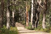 Burnt Bridge Forest road: by graynomadsusa, Views[436]