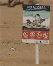 Keep clear, Fairy Tern nesting site, Lake Tyers Beach: by graynomadsusa, Views[313]