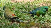 Mistaken identity, Red-rumped Parrots: by graynomadsusa, Views[344]