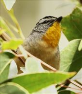 Often heard, seldom seen and our first photograph—Spotted Pardalote: by graynomadsusa, Views[353]