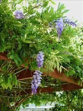 Wisteria, The Stablehouse AirBnB, Bairnsdale: by graynomadsusa, Views[233]