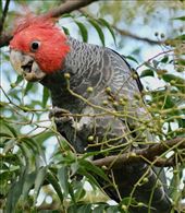 Gang-gang Cockatoo, a bonus bird: by graynomadsusa, Views[224]