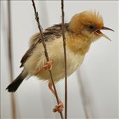 Golden-Headed Cisticola, Jerrabomberra Wetlands: by graynomadsusa, Views[215]