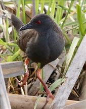 Spotless Crake, Jerrabomberra Wetlands: by graynomadsusa, Views[581]