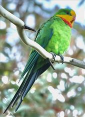 Superb Parrot, North Watson Wetlands: by graynomadsusa, Views[249]