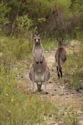 I think we're trespassing, Jervis Bay NP: by graynomadsusa, Views[271]