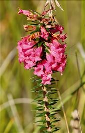 Common Heath Flower, Shipwreck Creek: by graynomadsusa, Views[259]