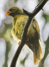 Bell Miner, Mallacoota: by graynomadsusa, Views[273]