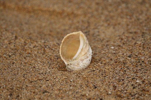 Shell on Betka Beach, Mallacoota